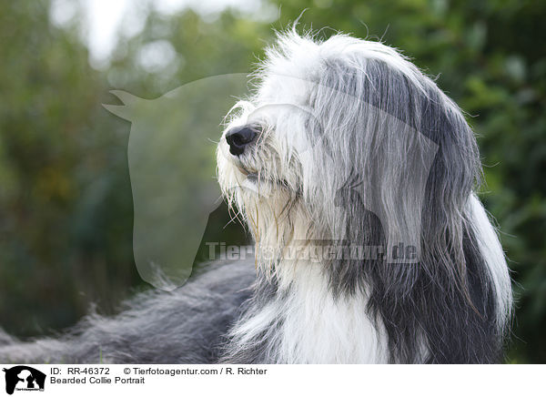 Bearded Collie Portrait / Bearded Collie Portrait / RR-46372