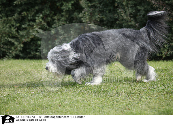 laufender Bearded Collie / walking Bearded Collie / RR-46373