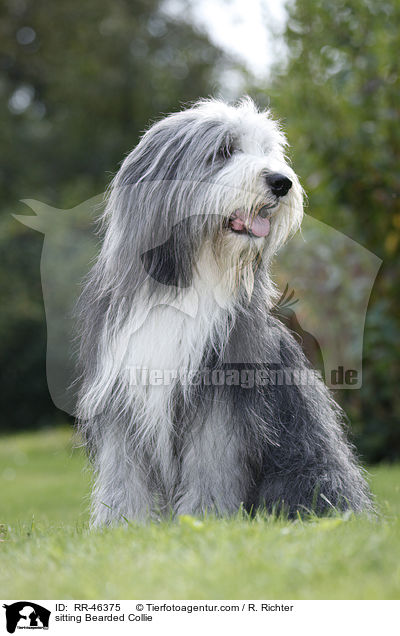 sitzender Bearded Collie / sitting Bearded Collie / RR-46375