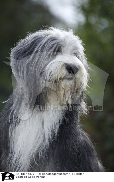 Bearded Collie Portrait / Bearded Collie Portrait / RR-46377