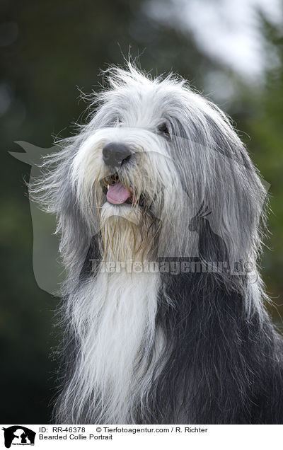 Bearded Collie Portrait / Bearded Collie Portrait / RR-46378