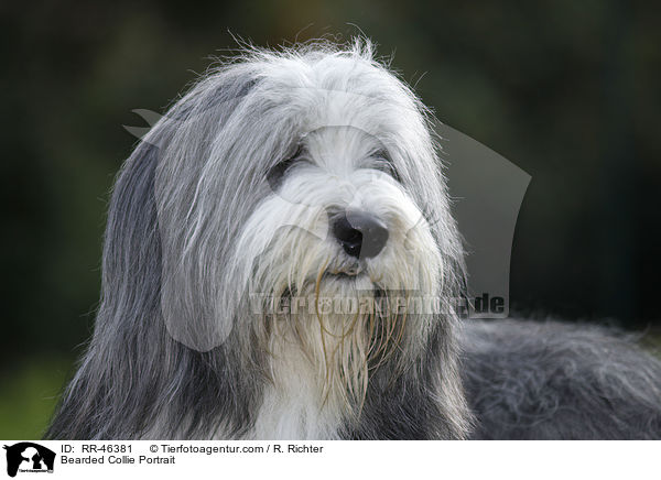 Bearded Collie Portrait / Bearded Collie Portrait / RR-46381