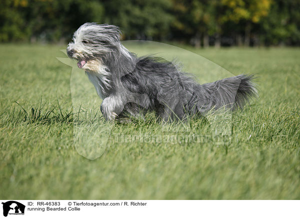 rennender Bearded Collie / running Bearded Collie / RR-46383