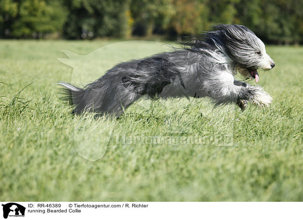 rennender Bearded Collie / running Bearded Collie / RR-46389