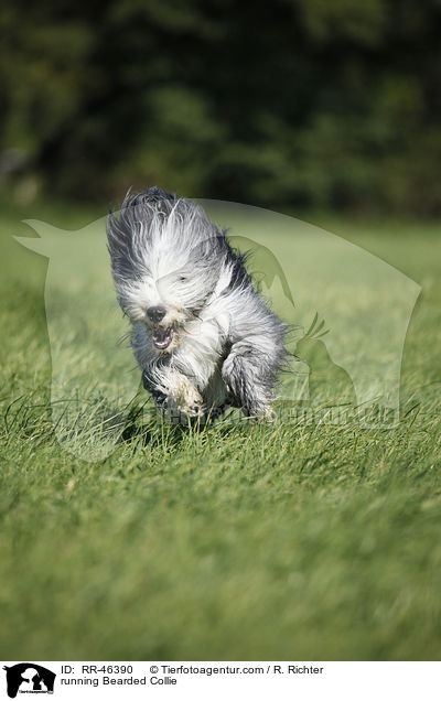 rennender Bearded Collie / running Bearded Collie / RR-46390