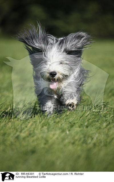 rennender Bearded Collie / running Bearded Collie / RR-46391