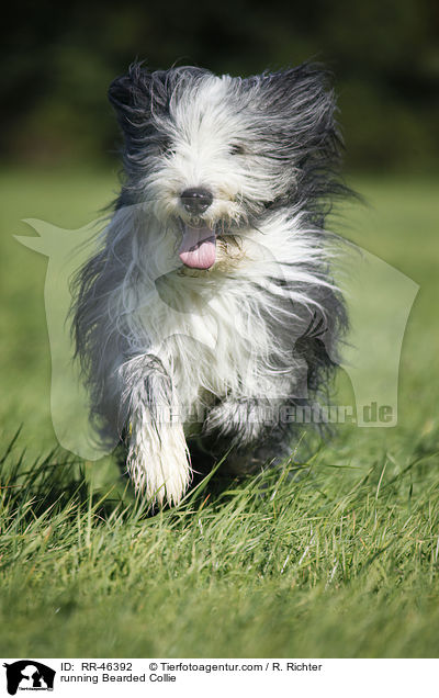 rennender Bearded Collie / running Bearded Collie / RR-46392