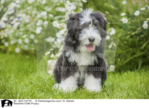 Bearded Collie Puppy / SST-10779