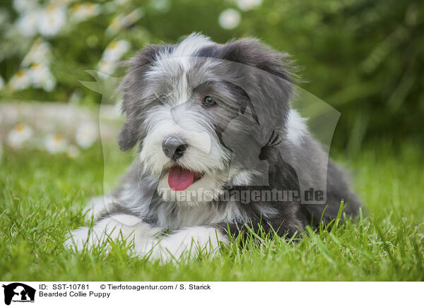 Bearded Collie Welpe / Bearded Collie Puppy / SST-10781