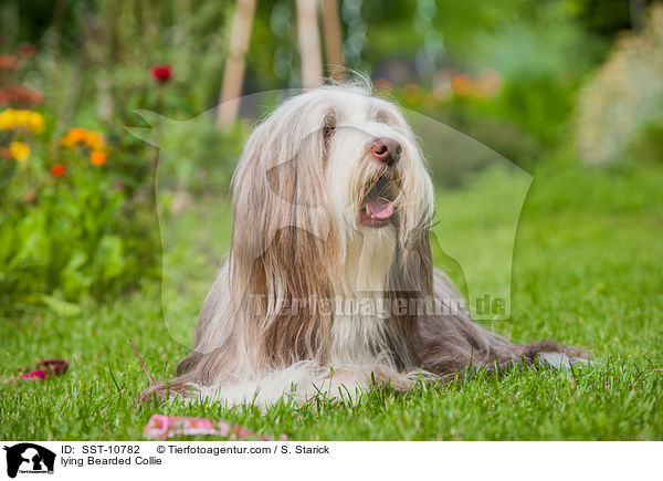 lying Bearded Collie / SST-10782