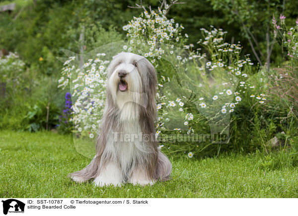 sitzender Bearded Collie / sitting Bearded Collie / SST-10787