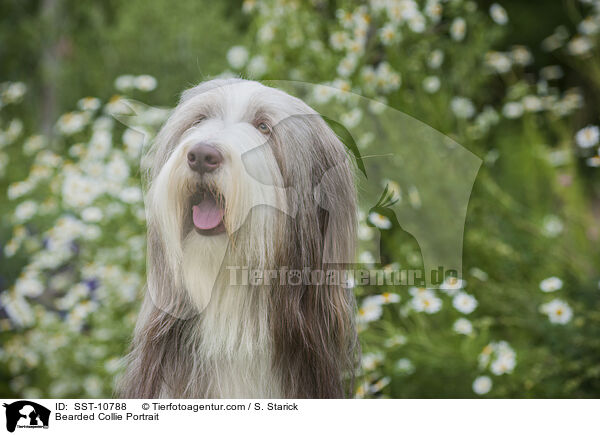 Bearded Collie Portrait / Bearded Collie Portrait / SST-10788