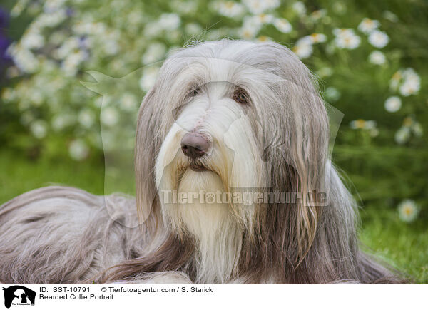 Bearded Collie Portrait / SST-10791