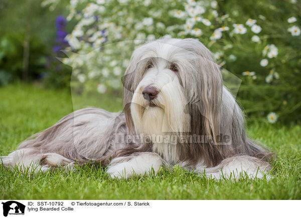 lying Bearded Collie / SST-10792