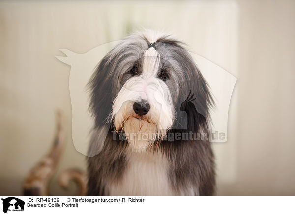 Bearded Collie Portrait / Bearded Collie Portrait / RR-49139