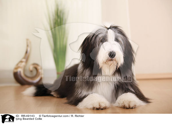 liegender Bearded Collie / lying Bearded Collie / RR-49143