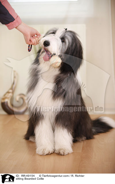 sitzender Bearded Collie / sitting Bearded Collie / RR-49154