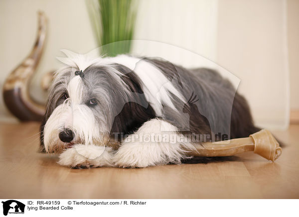 liegender Bearded Collie / lying Bearded Collie / RR-49159