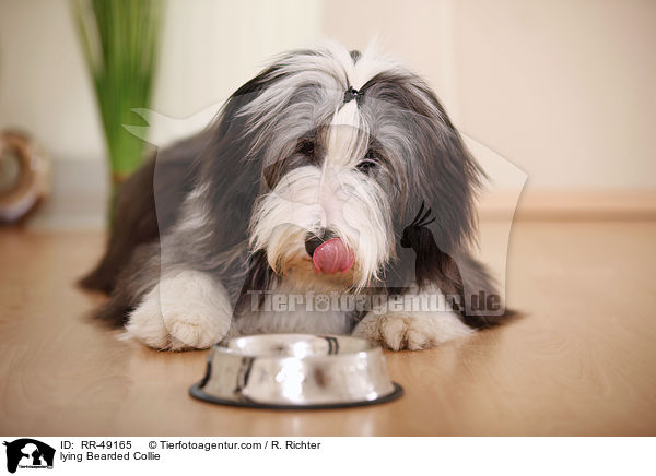 liegender Bearded Collie / lying Bearded Collie / RR-49165