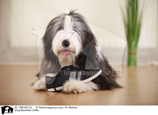 liegender Bearded Collie / lying Bearded Collie / RR-49174