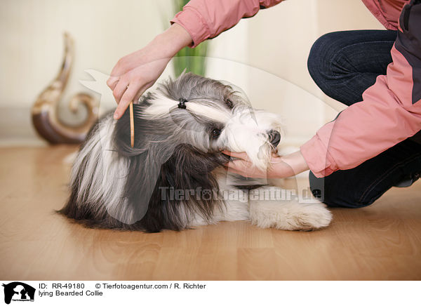 liegender Bearded Collie / lying Bearded Collie / RR-49180