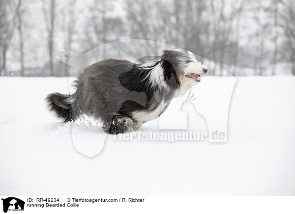 rennender Bearded Collie / running Bearded Collie / RR-49234