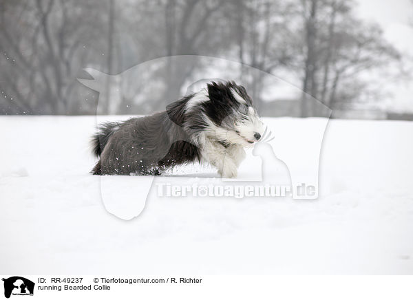 rennender Bearded Collie / running Bearded Collie / RR-49237