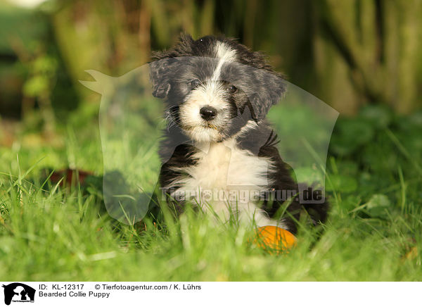 Bearded Collie Welpe / Bearded Collie Puppy / KL-12317