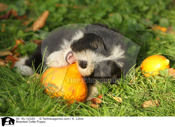 Bearded Collie Welpe / Bearded Collie Puppy / KL-12320