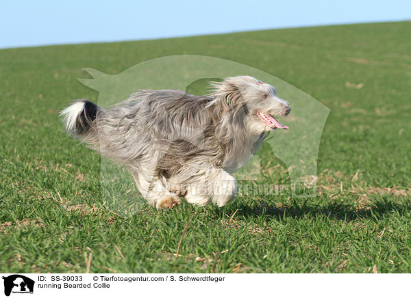 rennender Bearded Collie / running Bearded Collie / SS-39033