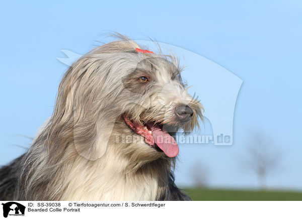 Bearded Collie Portrait / Bearded Collie Portrait / SS-39038