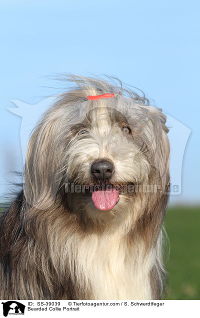 Bearded Collie Portrait / Bearded Collie Portrait / SS-39039