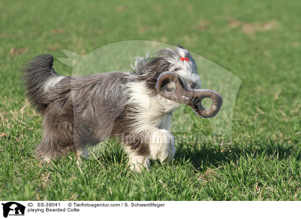spielender Bearded Collie / playing Bearded Collie / SS-39041