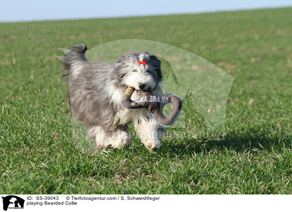 spielender Bearded Collie / playing Bearded Collie / SS-39043