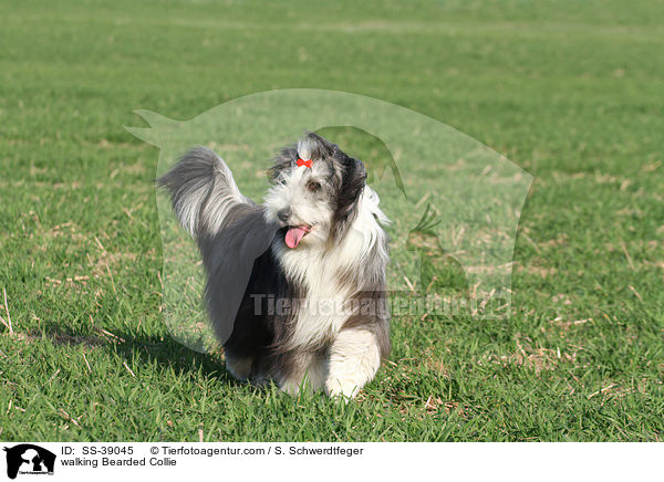 walking Bearded Collie / SS-39045