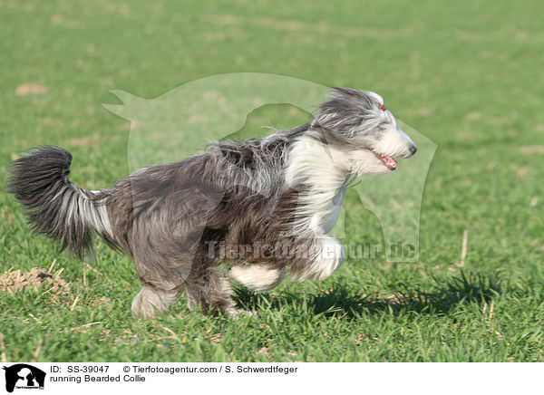 rennender Bearded Collie / running Bearded Collie / SS-39047