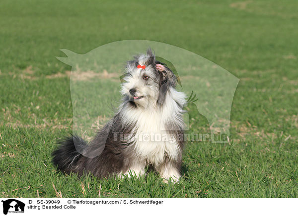 sitzender Bearded Collie / sitting Bearded Collie / SS-39049