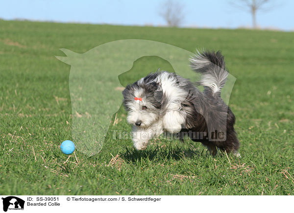 Bearded Collie / Bearded Collie / SS-39051