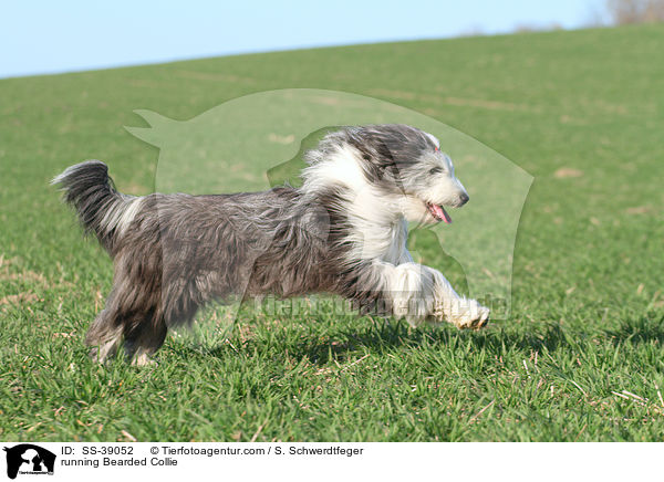 running Bearded Collie / SS-39052