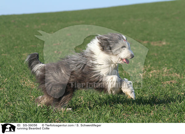 running Bearded Collie / SS-39056