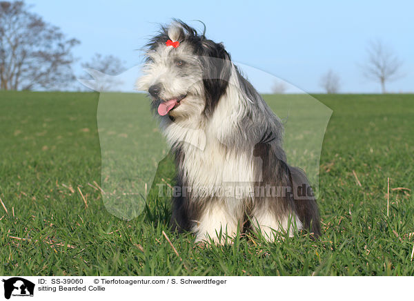 sitzender Bearded Collie / sitting Bearded Collie / SS-39060