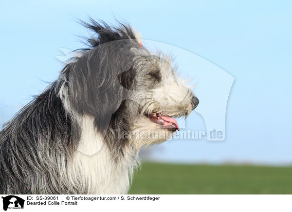 Bearded Collie Portrait / Bearded Collie Portrait / SS-39061