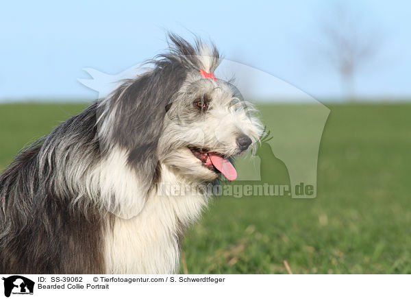 Bearded Collie Portrait / Bearded Collie Portrait / SS-39062