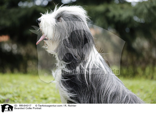 Bearded Collie Portrait / Bearded Collie Portrait / RR-64017