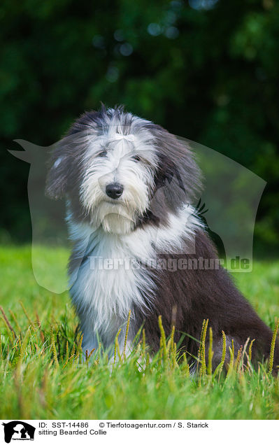 sitzender Bearded Collie / sitting Bearded Collie / SST-14486