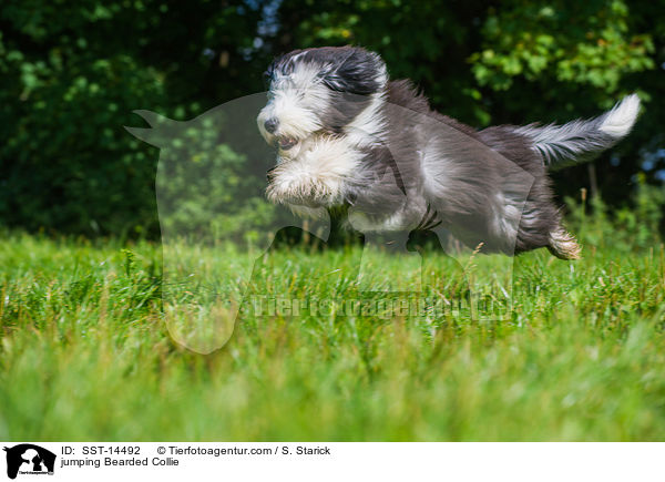 springender Bearded Collie / jumping Bearded Collie / SST-14492