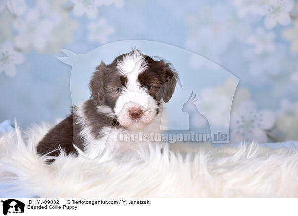 Bearded Collie Welpe / Bearded Collie Puppy / YJ-09832