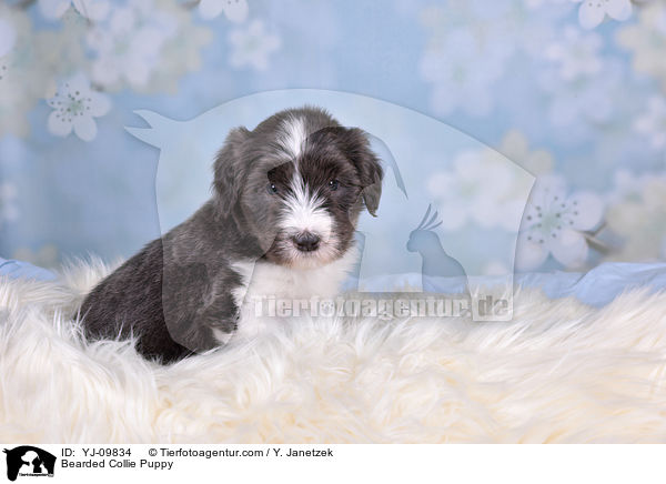 Bearded Collie Welpe / Bearded Collie Puppy / YJ-09834