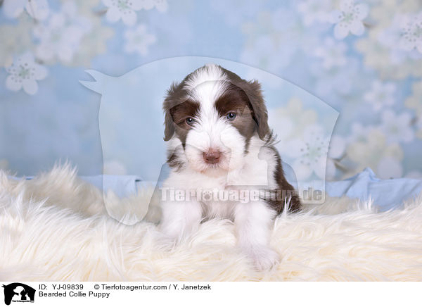 Bearded Collie Welpe / Bearded Collie Puppy / YJ-09839