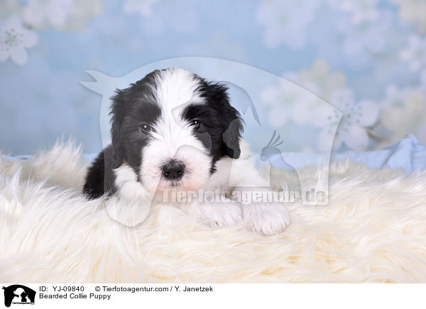 Bearded Collie Welpe / Bearded Collie Puppy / YJ-09840